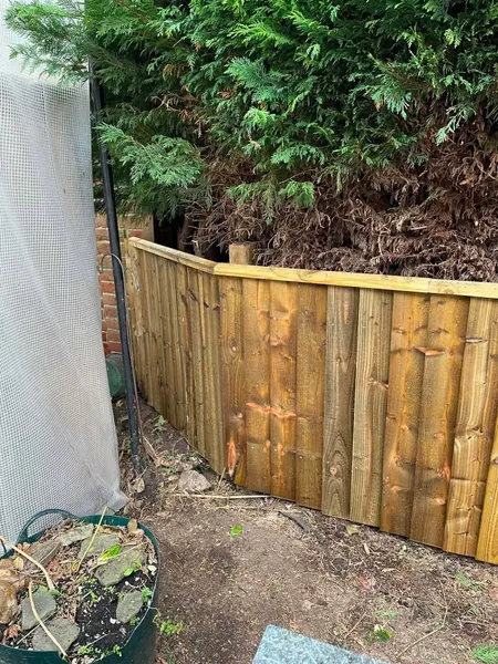 Close board wooden fence beside conifers after completion